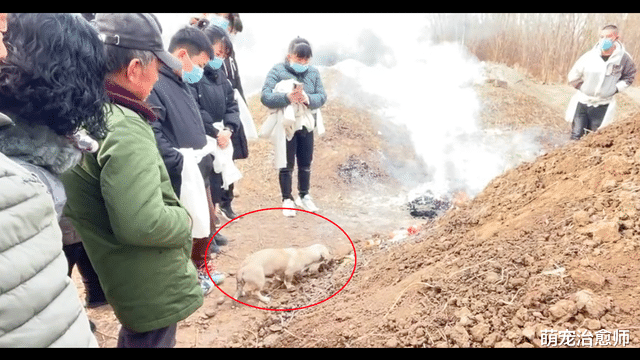 主人去世下葬后，生前养的狗狗竟要帮忙埋贡品，比人还要懂恩情！