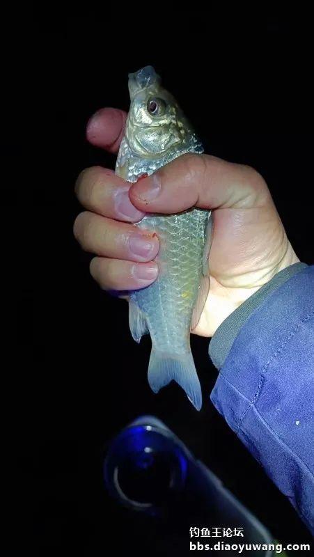 饵料|开张迎吉（鲫），惊喜有翘