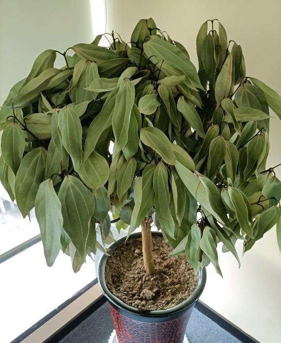 新房子装修完了，买这3种植物养在家里，全年不黄叶，能净化空气