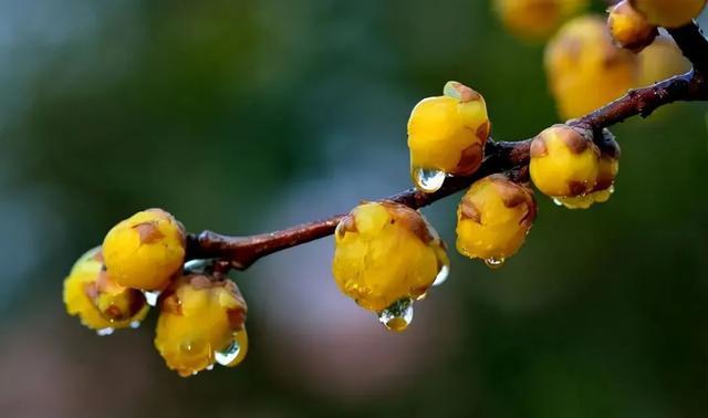 怎么拍好腊梅的照片?摄影师给你“打个样”,对照例图边看边学