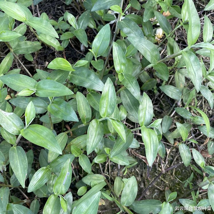 适合净化室内空气的植物主要有哪些?尤其是新房装修完即将搬家