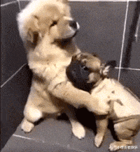 |“都在晒秋天第一杯奶茶，我给她买了瓶阿萨姆，结果就炸毛了...”哈哈哈