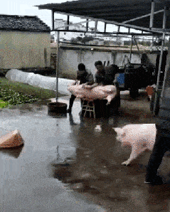 冉莹颖|婚姻破裂?冉莹颖直播间崩溃大哭,丈夫输给搬运工后事业一蹶不振!