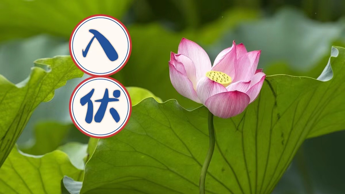 入伏后，要忌嘴：少吃2白，多吃3绿3红，消暑解腻安心，平安度伏