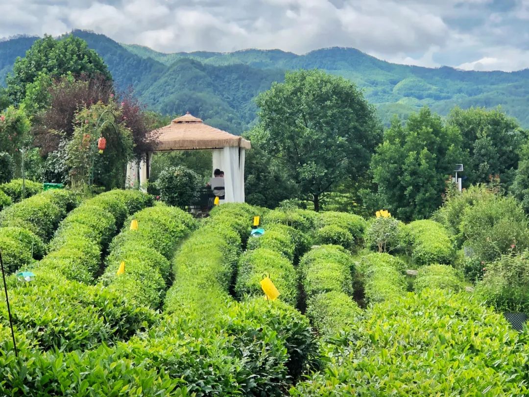 |徽州区:茶博五一享美味 平安无疫醉花海
