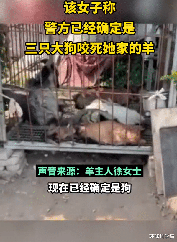 沈阳3条狗进村袭击11只羊,6只死亡,有的被被掏肛,咬人怎么办?