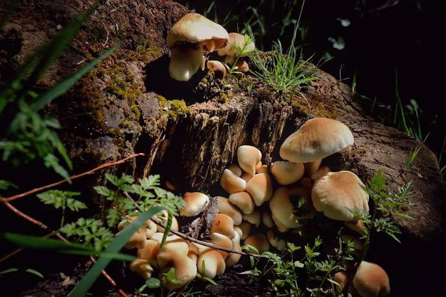 传说中的“棺材菌”是什么菌?迁坟发现超大棺材菌,专家:木腐菌