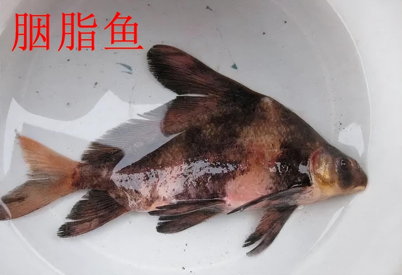 钓鱼得认识鱼,不是啥鱼都能钓,这5种鱼钓到要放生