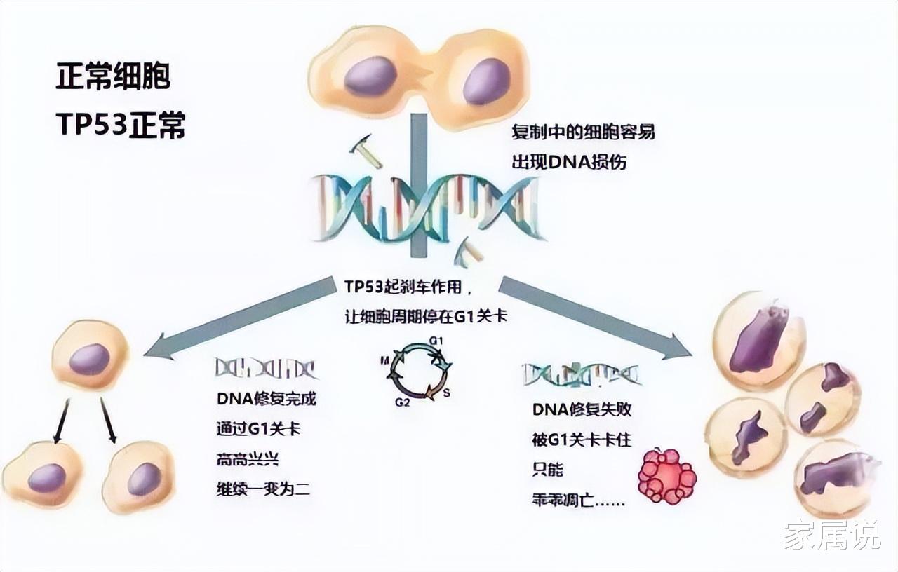 “不限癌种”!TP53靶向新药PC14586治疗实体瘤临床数据出炉!