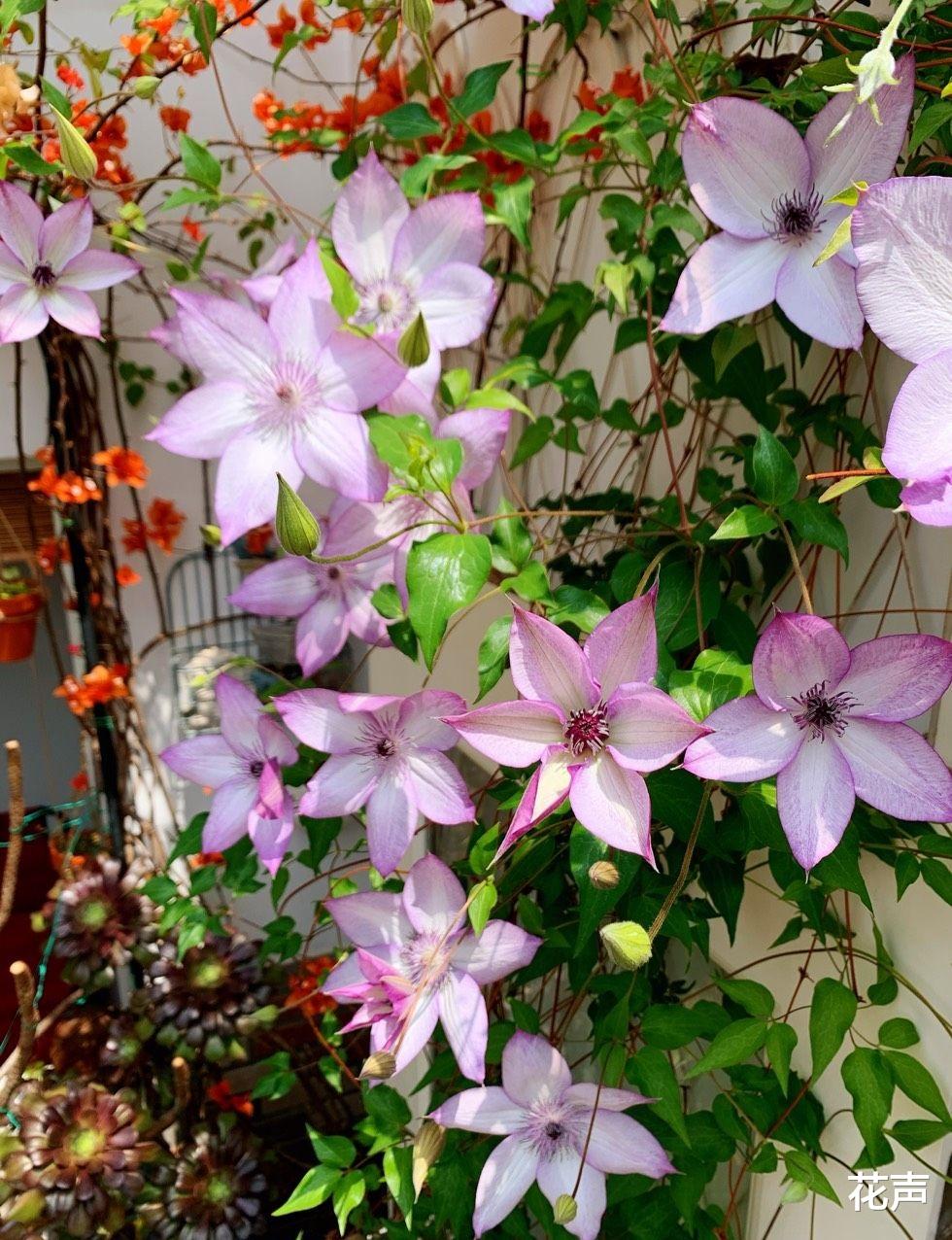 阳台养铁线莲,就选“乌托邦”,皮实好养,丰花勤花,点亮一阳台