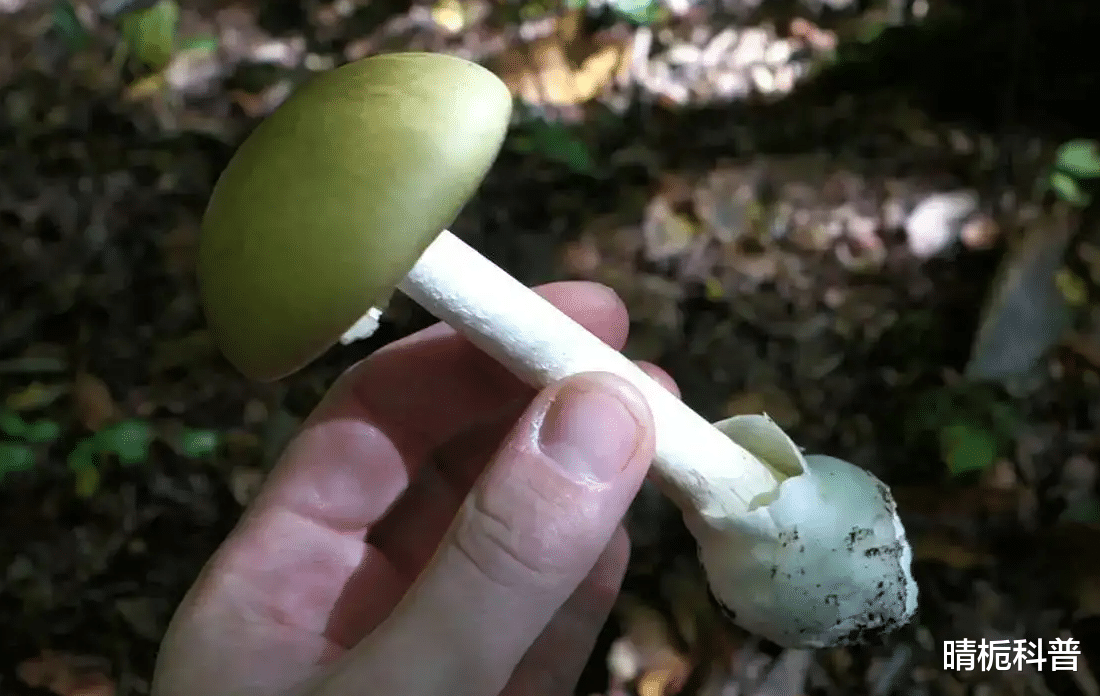世界上最毒的蘑菇死亡帽,为啥在全球肆虐?对身体有哪些危害?