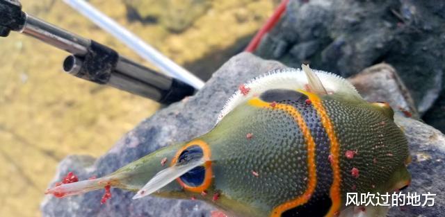 微软|广东男子东江野钓，意外收获“小皮球”，有剧毒却被誉为菜肴之冠