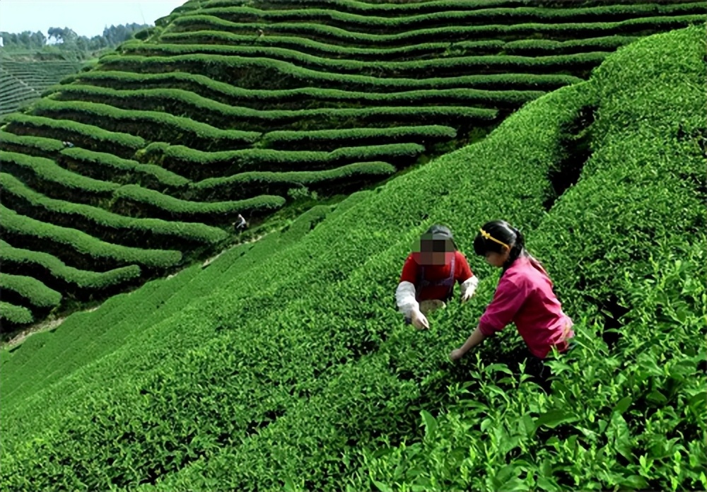 2013年成都一场上门女婿霸占岳母引发的荒唐伦理闹剧