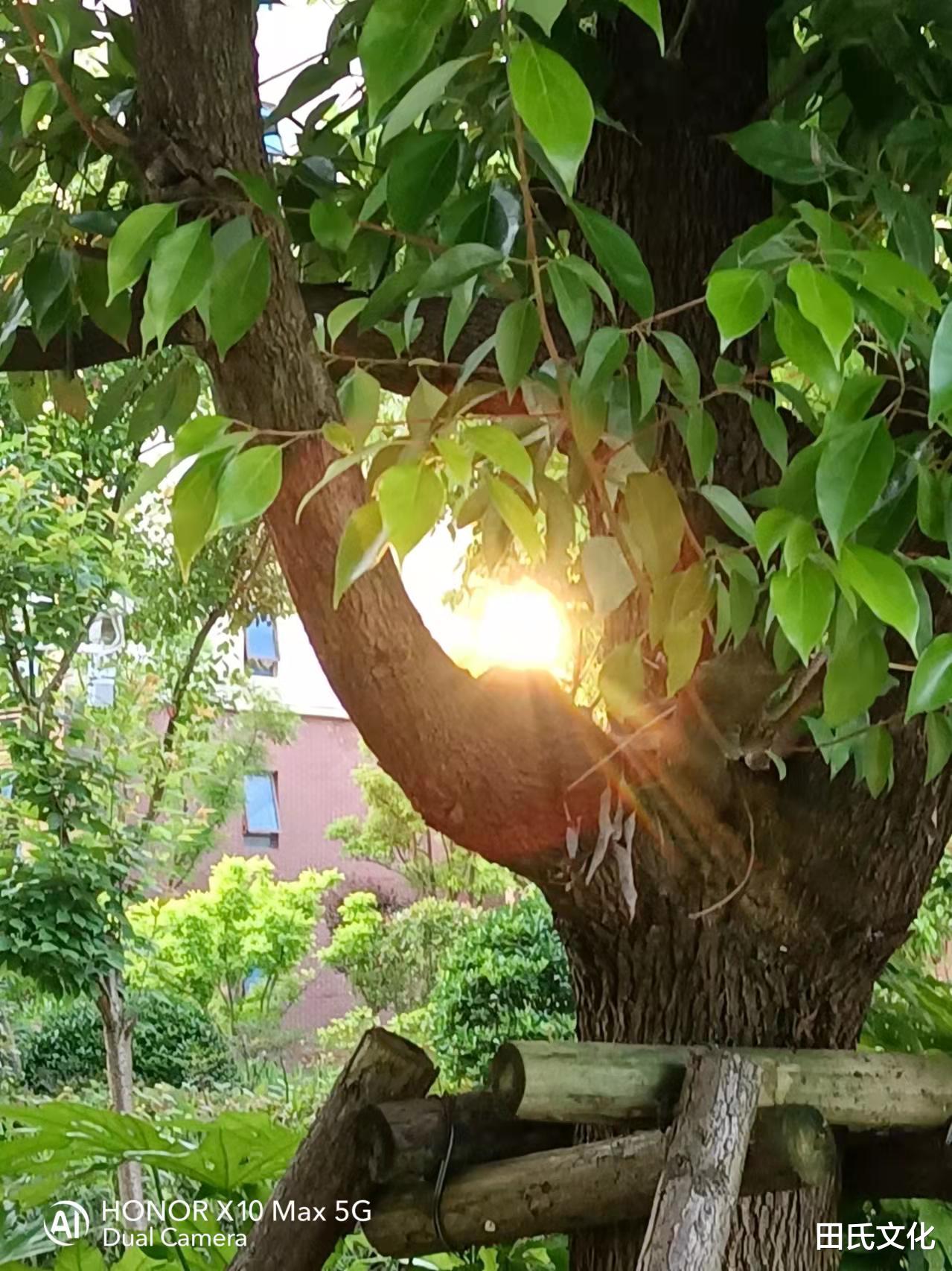 |【田氏文化】初夏之美 美不胜收 文/田福宏