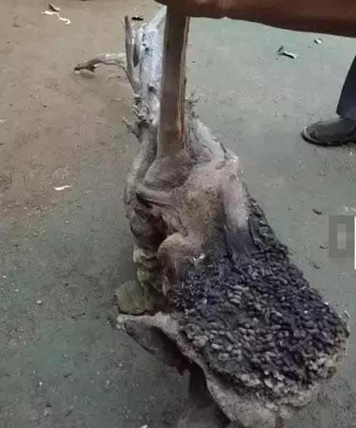 文玩|又一种恶心文玩出现了，据说带屎越多越值钱！