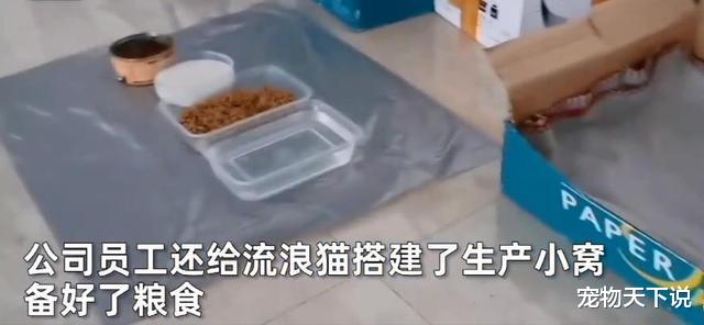 老鼠|怀孕流浪猫努力“找工作”，抓到老鼠后，自觉地放在公司门口