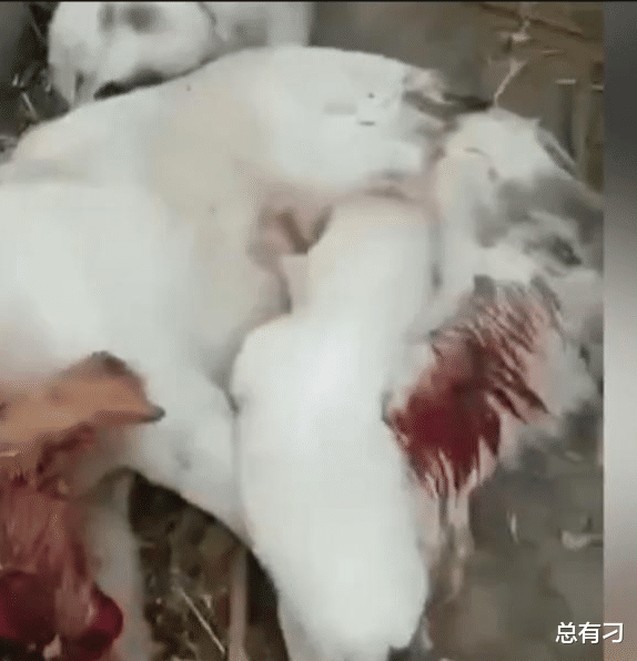?学校回应保安打死喂奶狗妈妈,道德制高点的谴责,不费吹灰之力