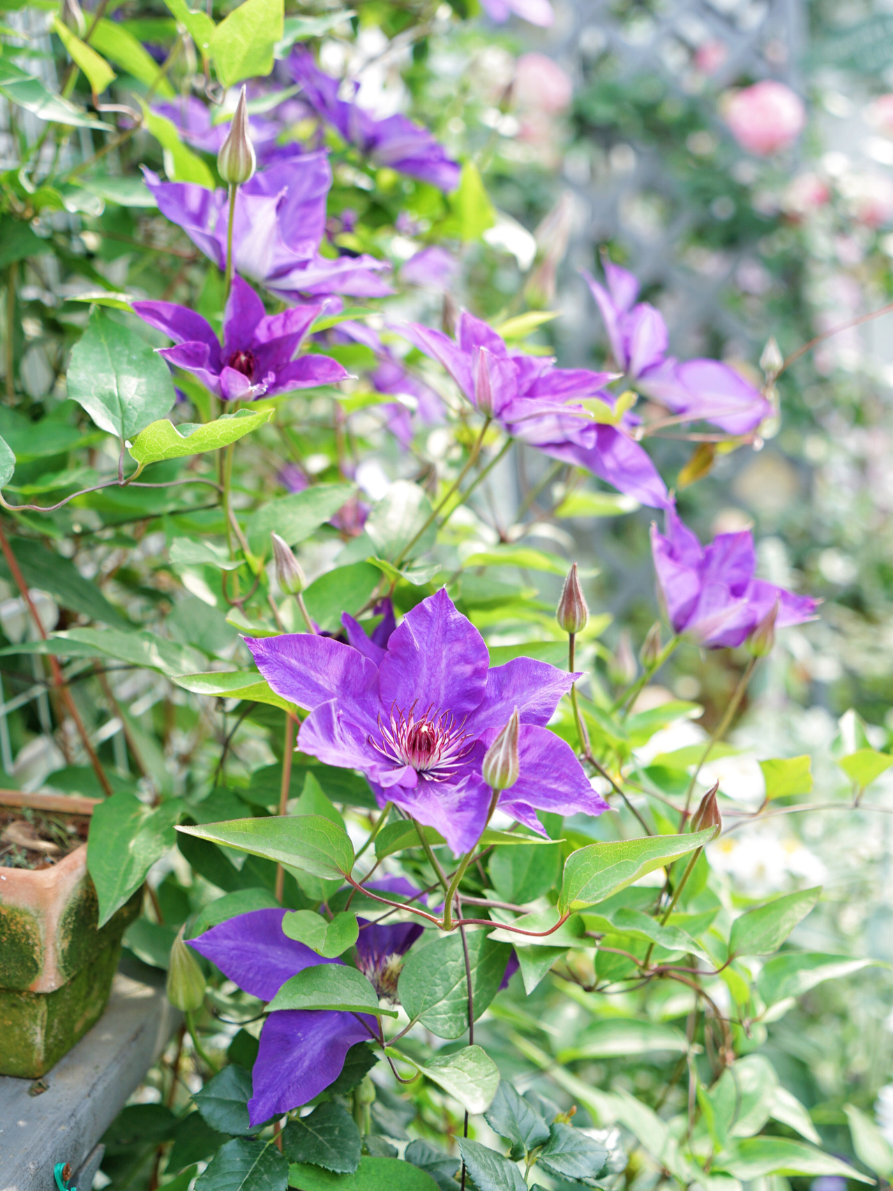 35㎡楼顶露台，亲手打造空中小花园，这才是顶楼的正确打开方式