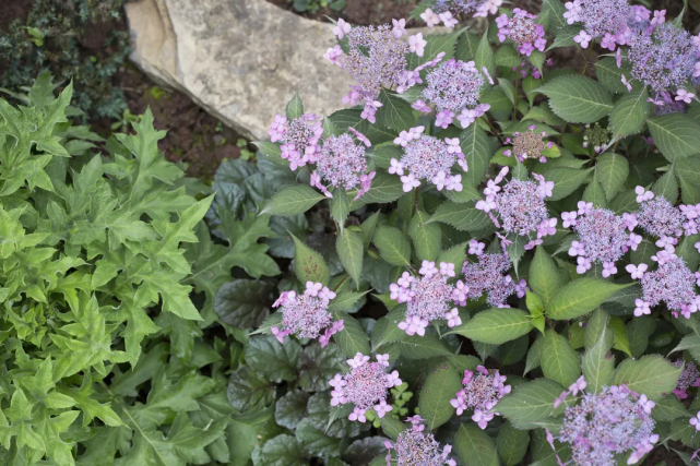 她在四川小城买下双层小楼，坐拥210㎡室内花园！过着神仙般生活