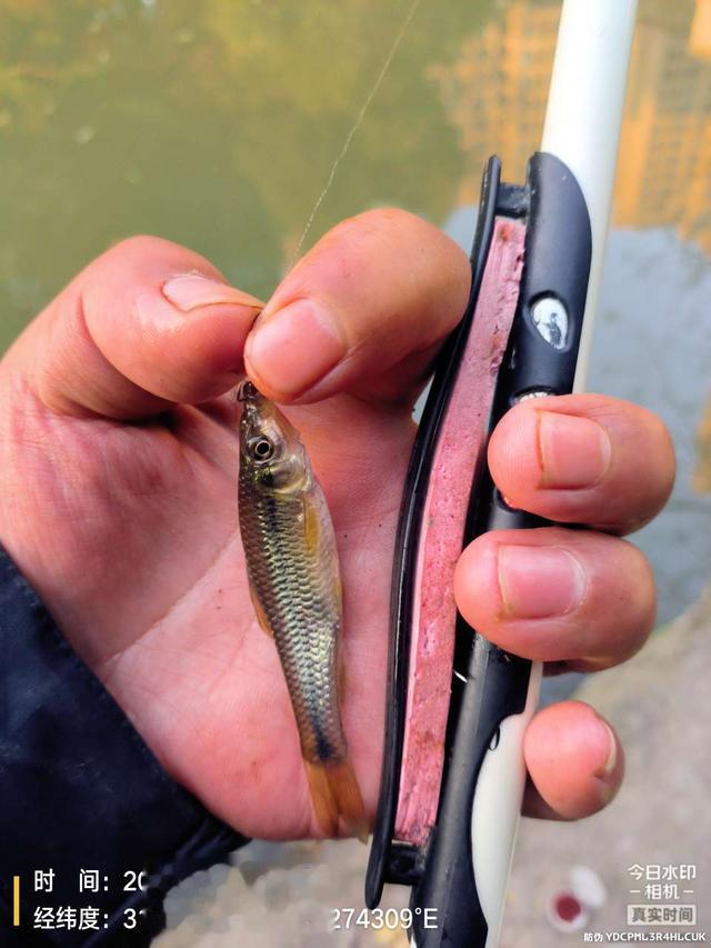 |2022年最后一钓，最大的鱼是斤鲫！