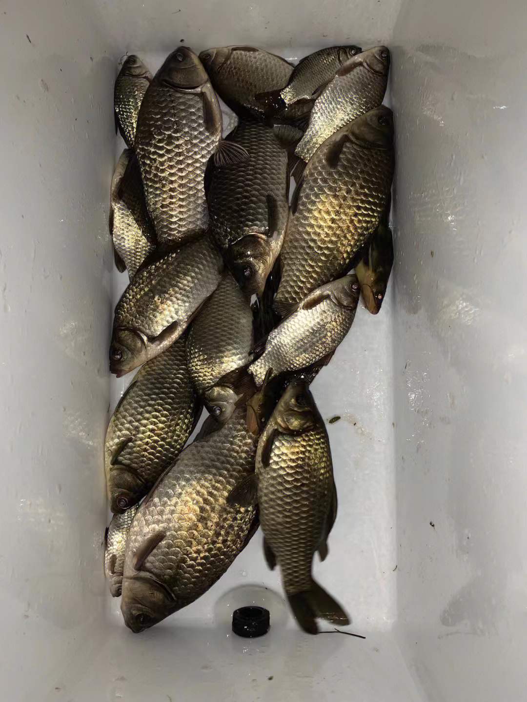 |老钓鱼人都喜欢的自制窝料，专钓大鱼，一年四季都能用！