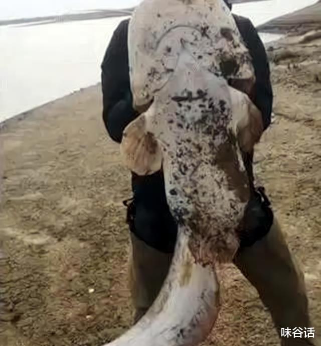 长宁|江西男子野钓收获“米级”巨型鲶鱼，脑袋比人的头大，网友：放生