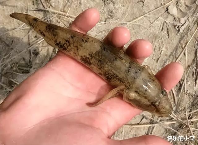 草鱼|让钓鱼人憎恶的“趴地虎”，为何卖到60多元一斤？它有什么价值？