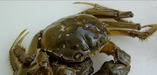 异世轮回录|探秘新钓点鱼影都没见到，却意外钩起一螃蟹，得知身份后高兴坏了