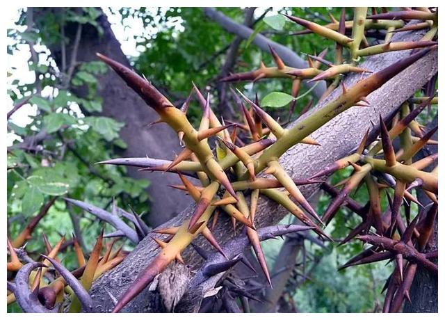 文玩|那些带尖的物件,在文玩人手里盘的晶莹剔透