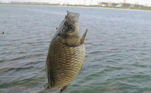 斯巴鲁傲虎|渔乐杂谈：晚秋钓鱼，抓住降温天气，钓鱼必定过瘾！