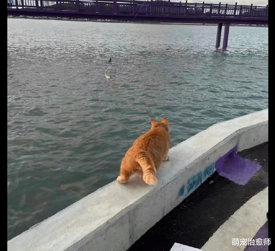 橘猫|网友刚钓上来一条鱼，橘猫就冲上去抢走了，猫：截胡我最在行！
