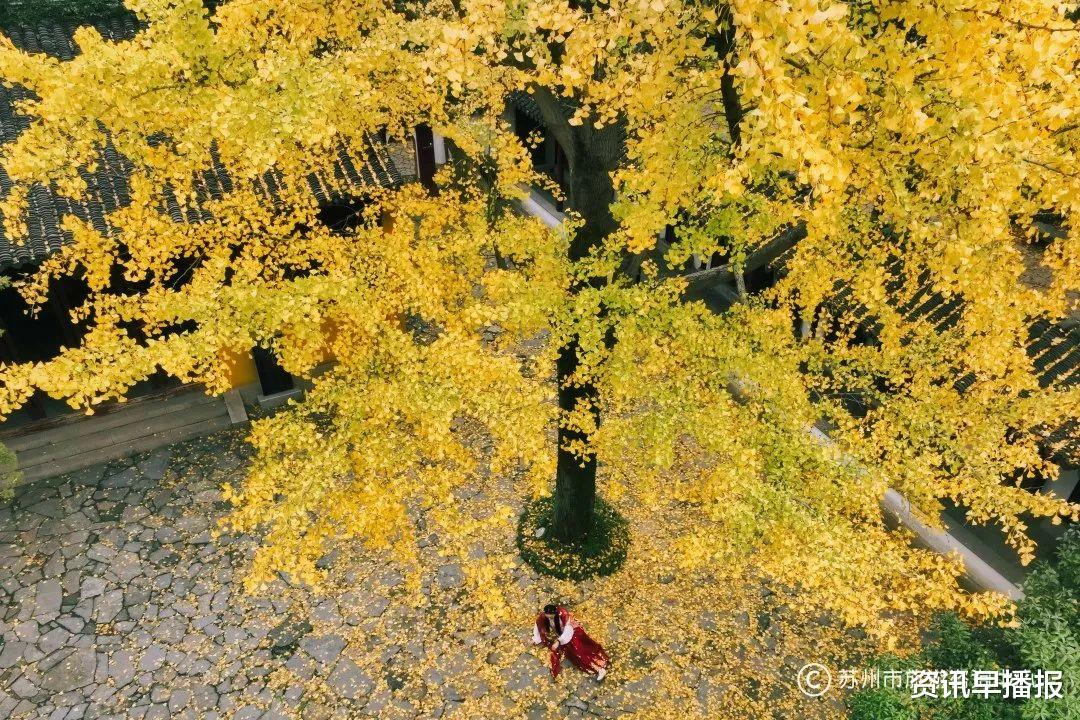 苏州|小雪节气，中国四大赏枫胜地的苏州天平山五彩枫进入最佳观赏期！