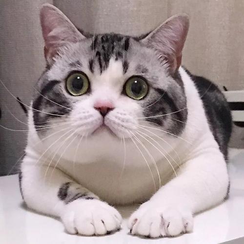 蓝猫|你知道动漫中的猫，卡鲁宾，汤姆，起司，黑猫警长都是什么猫吗？