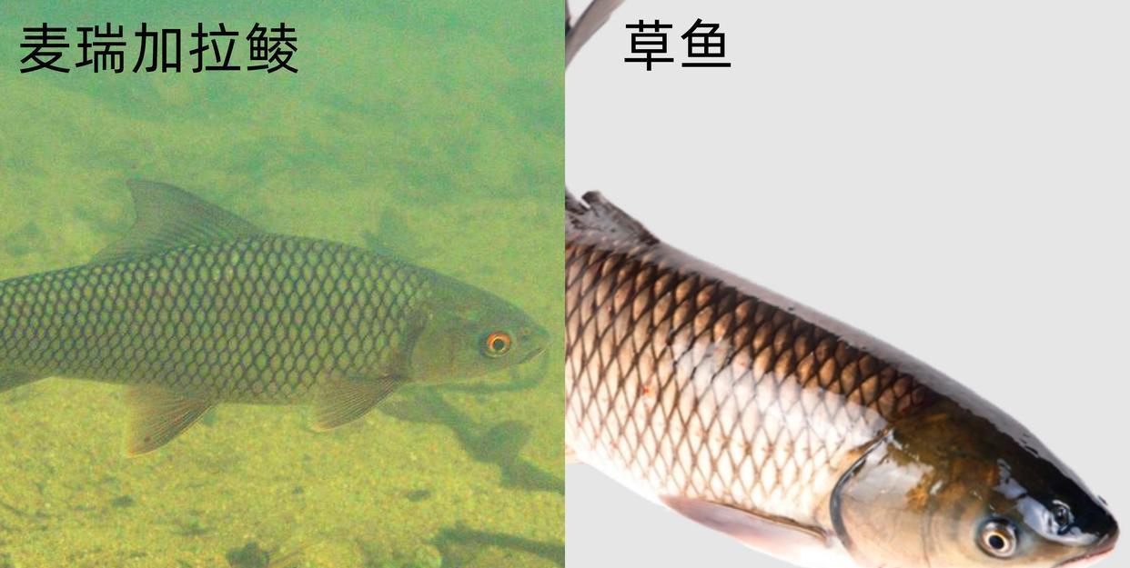 入侵我国最成功的物种?在南方水域繁衍了40年,却被人误认为草鱼