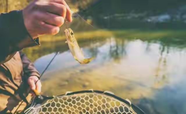 饵料|钓鱼时发现没带鱼饵，以下几种饵料可以就地取材