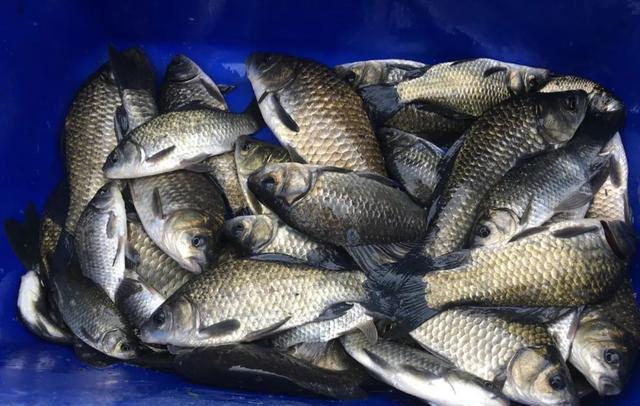 饵料|钓鱼资源好是种什么体验？有人没经历过，说出来你可能还不信！