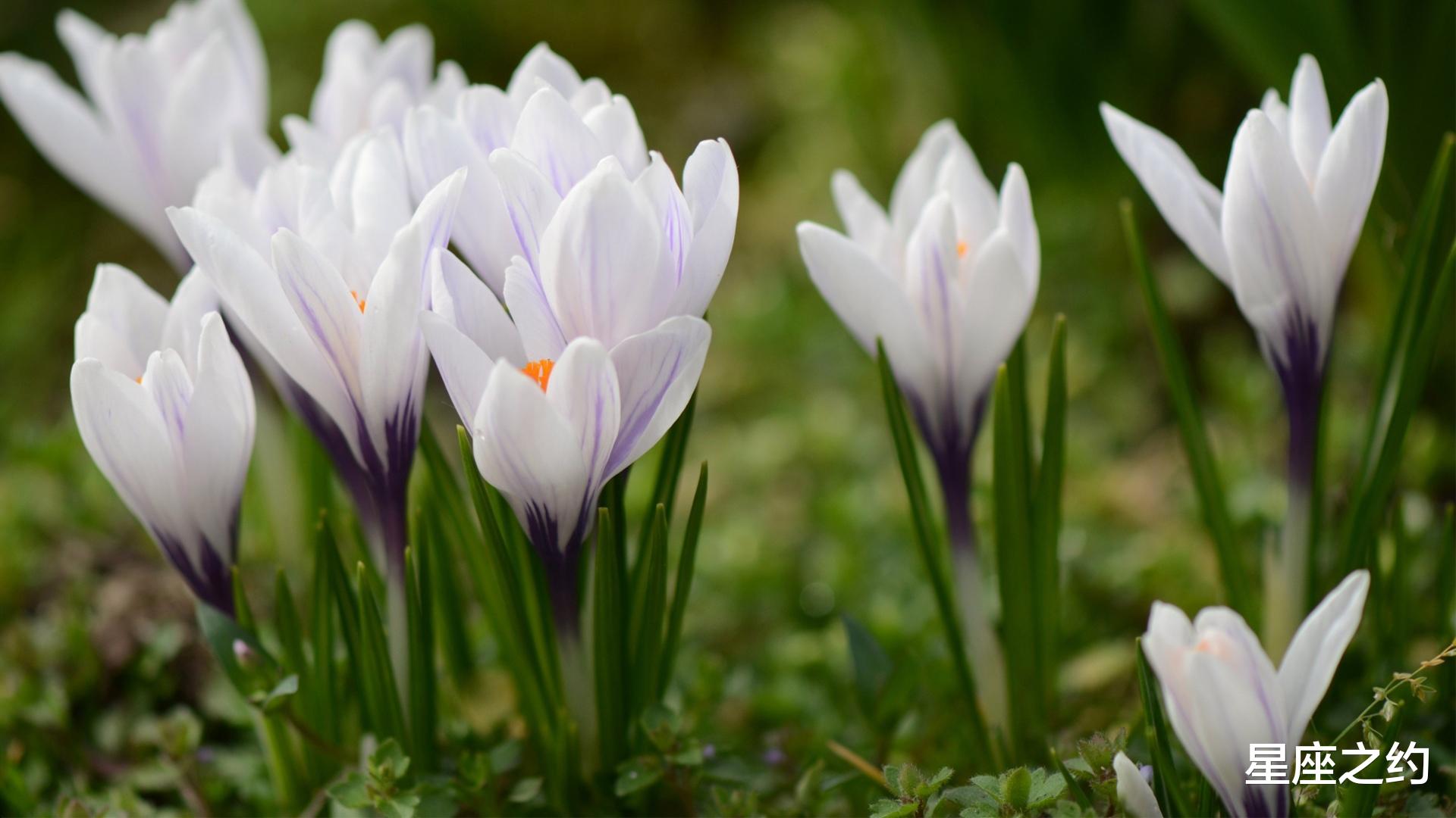 生肖|5月11-17日星座运势:思维活跃,出奇制胜的四大星座