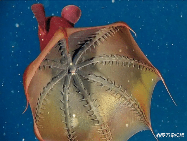 C罗|西双版纳河里的“吸血毯”，把人拖下水吸干血，到底是何种怪物？