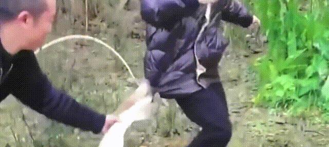 动物都怕鹅?大鹅战斗力为何那么强?鹅与蛇之间又有啥恩怨纠葛?