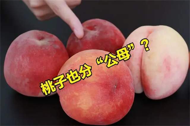 买桃子,选“公”还是“母”?教你1个小诀窍,桃子汁甜又好吃