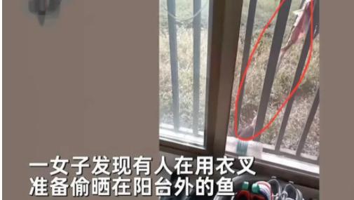 “用衣叉偷晾晒在阳台外面的鱼干，猜谁干的？居然是自己的邻居！”