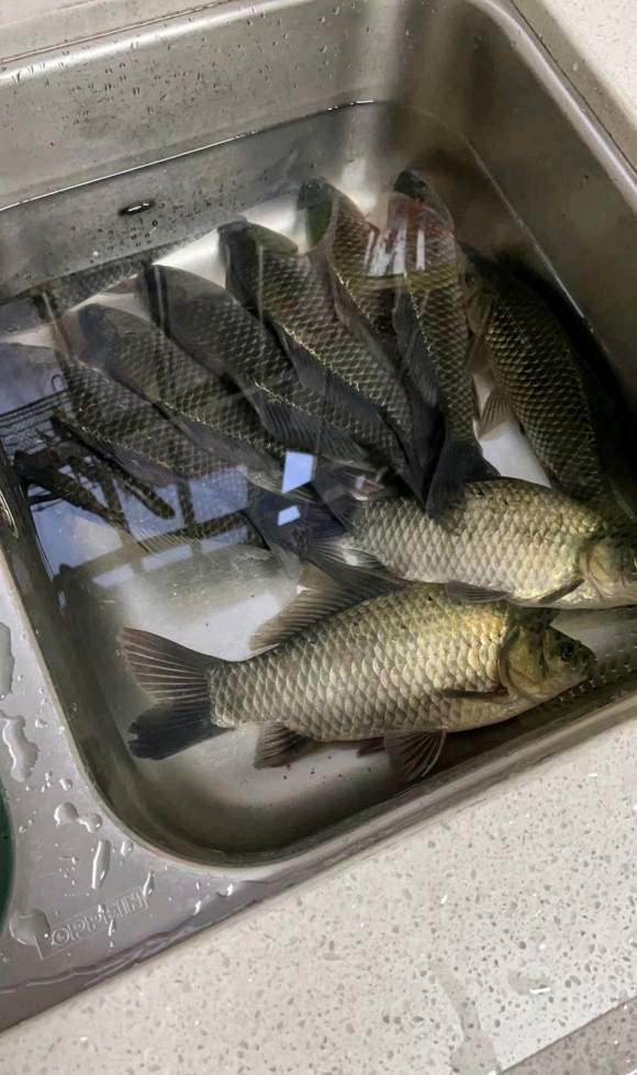 饵料|浅谈深冬野钓商品饵,发窝快诱鱼强配方分享