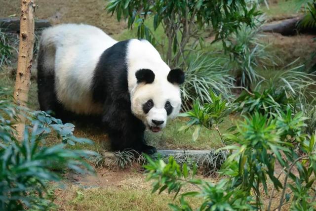 全球最长寿雄性大熊猫安安离世,相当于人类105岁