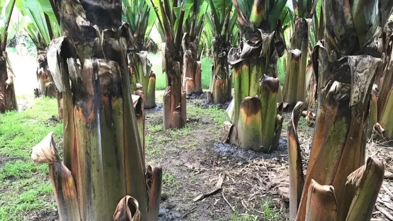 超级食品应对气候变暖 有望喂饱亿万饥民的非洲另类香蕉树