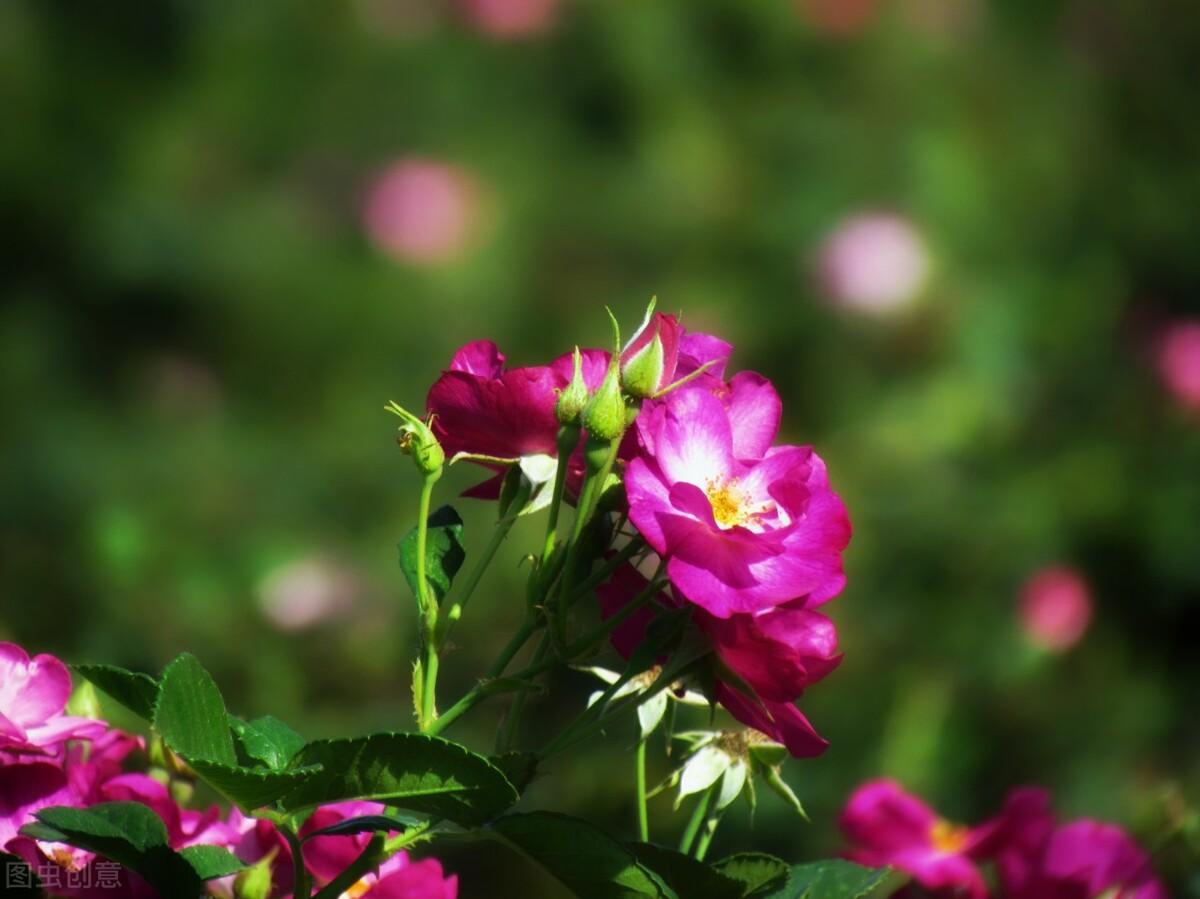 亚龙湾|郭进拴|走进亚龙湾