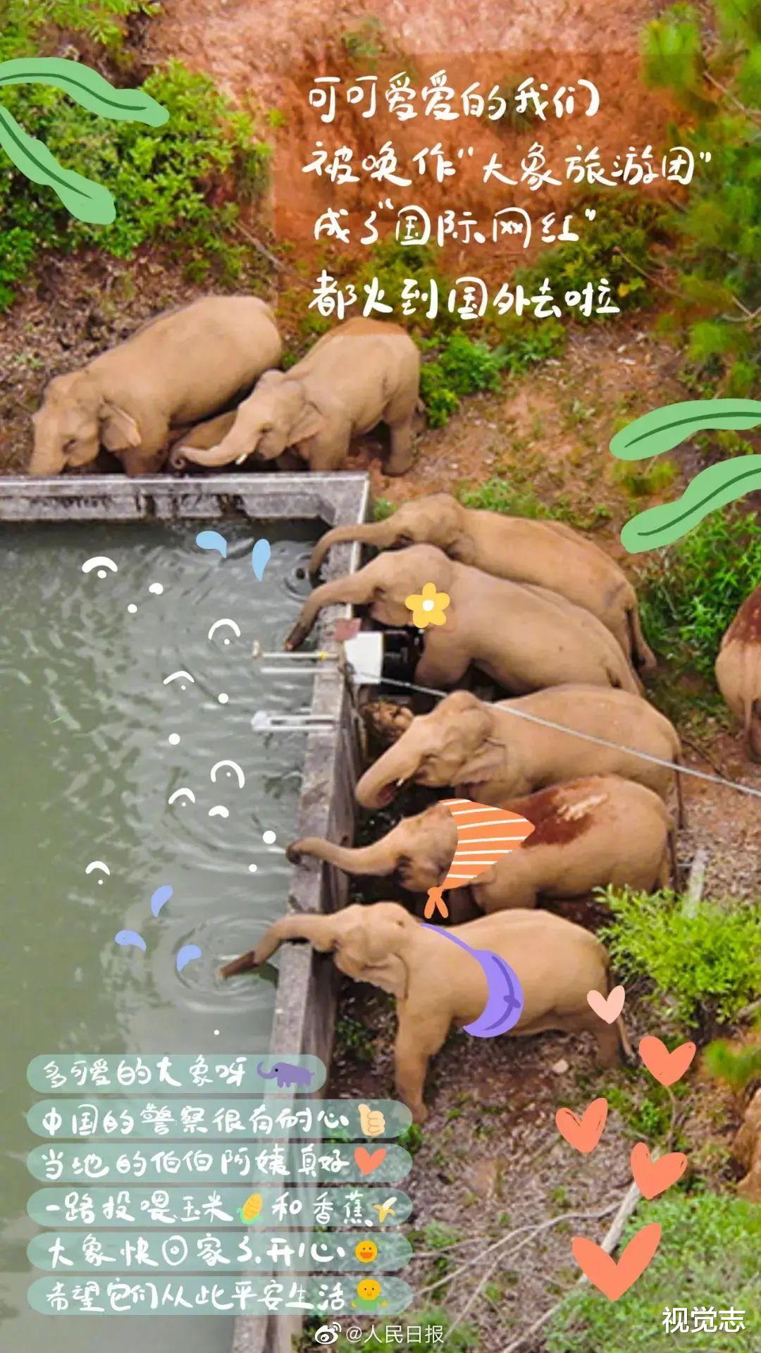 央视春晚|让这群大象走上春晚,是国人17个月的浪漫