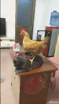 赵丽颖|赵丽颖宣布喜讯！网友：早就看你们不对劲了！