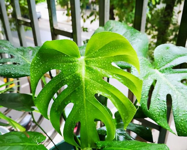 家里刚装修,赶紧摆上这“六植物”,净化空气,当天就能放心入住