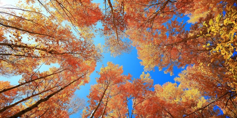 |多少人就是因为听信了这三个职场谎言，而自断前程！！！