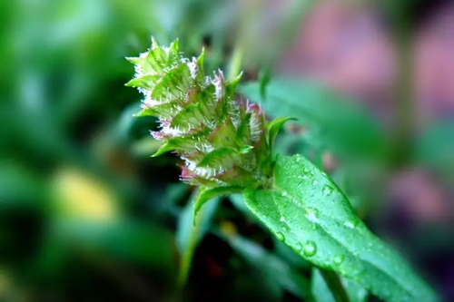夏枯草|夏枯草—可不止凉茶这么简单